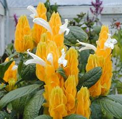 پاچیستاچیس